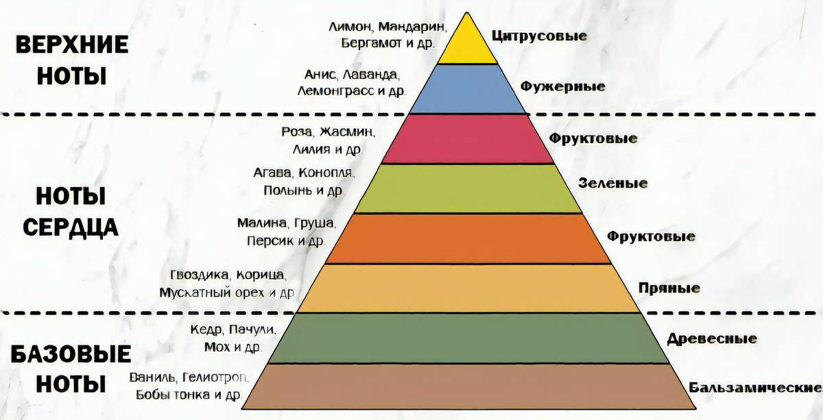 Стойкость возрастает вниз по пирамиде, иным словом самые стойкие ароматы бальзамические и древесные, самые легкие цитрусовые и фужерные. Про разновидности ароматов поговорим в следущей статье