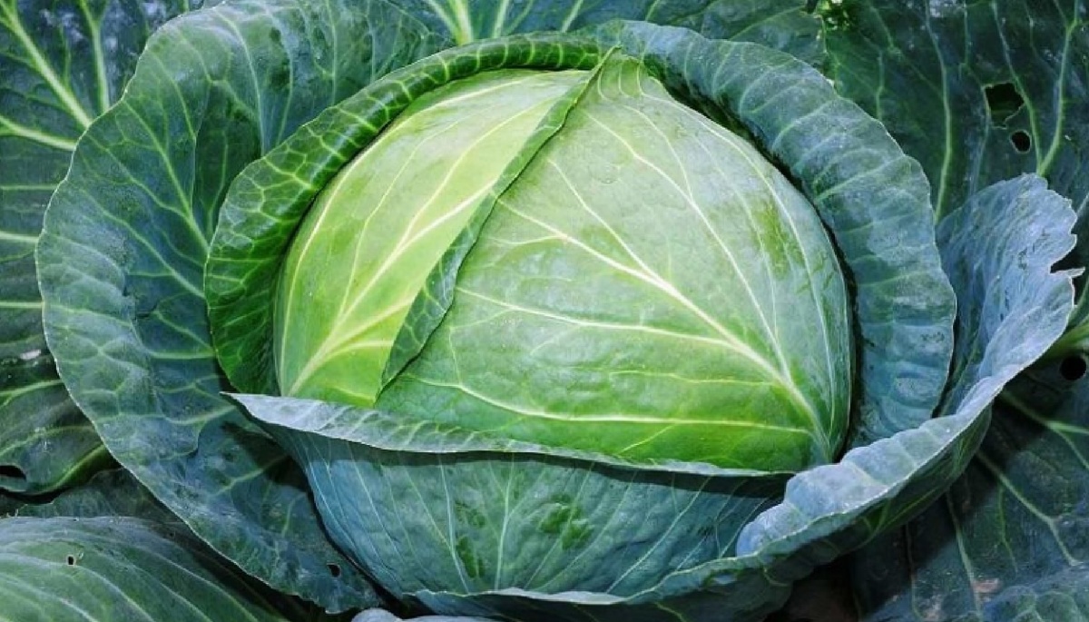 Как сохранить капусту в пищевой плёнке: простые правила долгого хранения