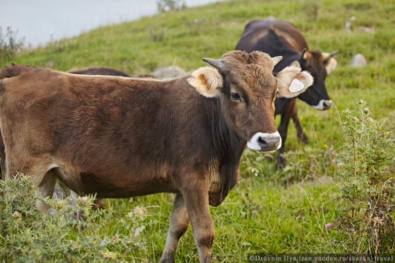 Корова как бизнес