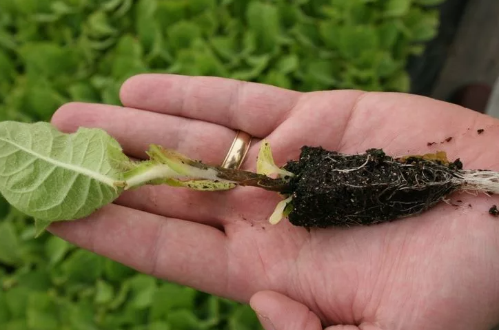 спасла рассаду от черной ножки