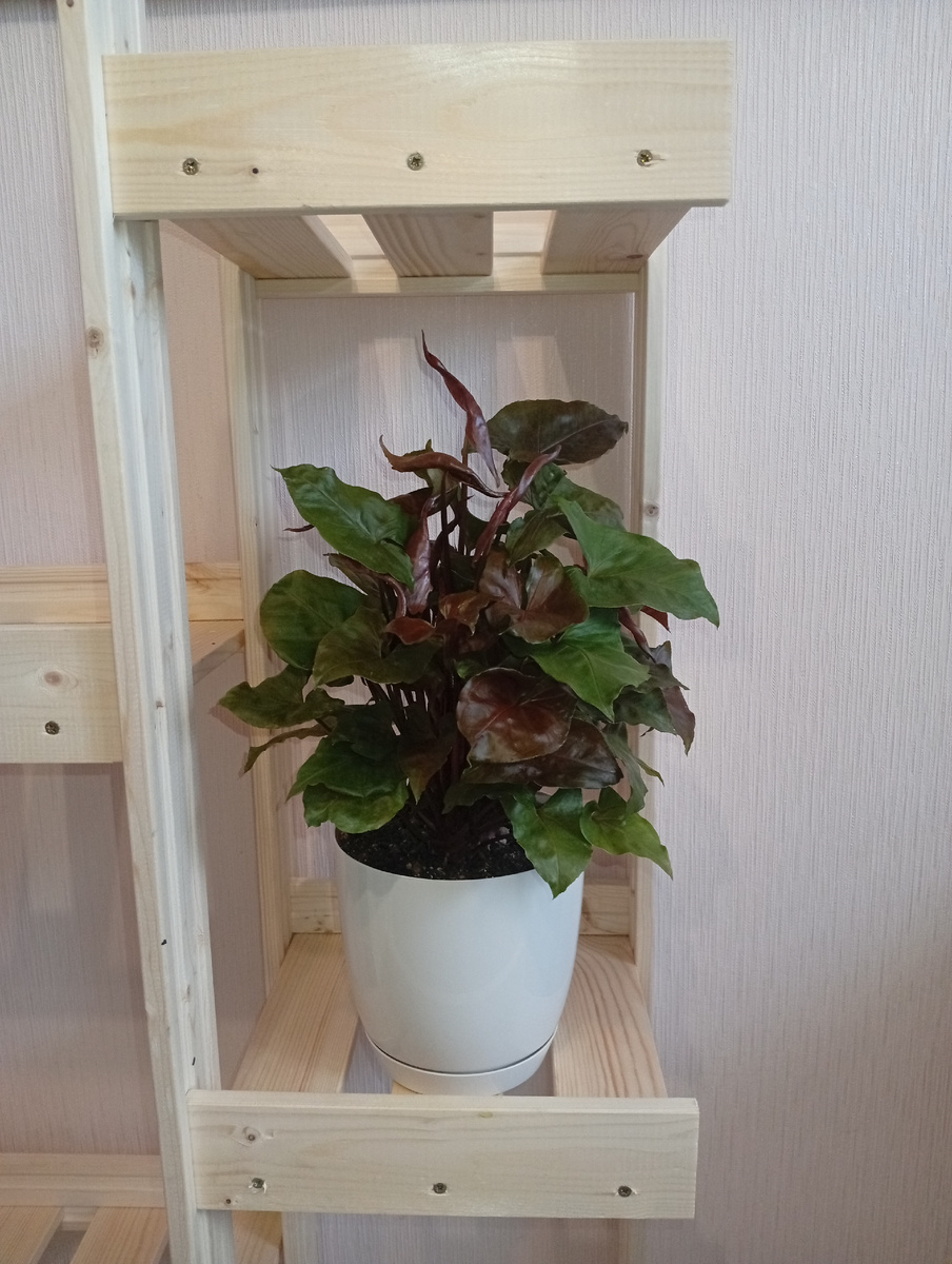 Примерила. На фото сингониум Арон Браун.