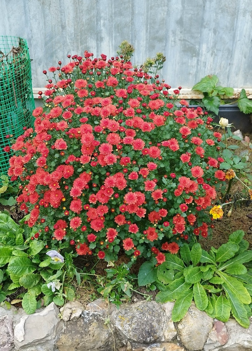 А как красиво начиналось цветение! В увядающем цветнике яркий роскошный куст!