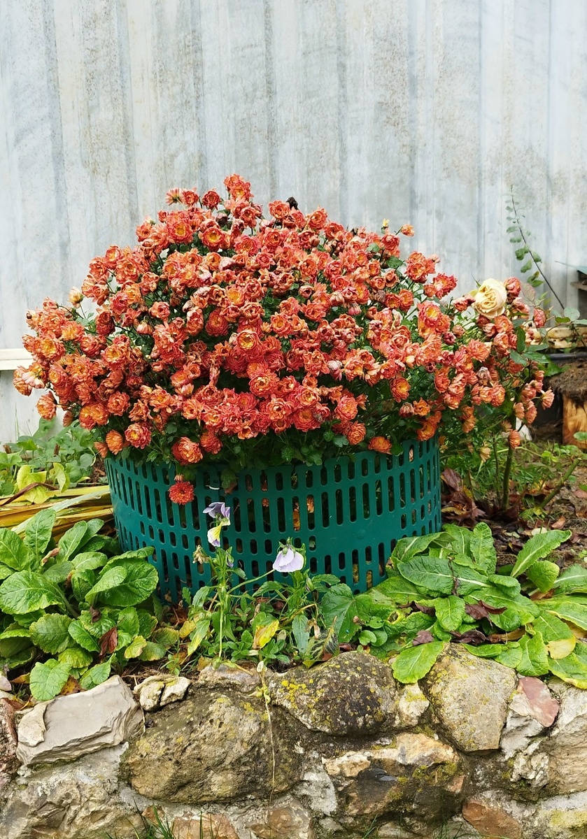 Мультифлора хорошо цвела и кустик держал форму, пока не начались осенние проливные дожди. Тогда, куст, под тяжестью мокрых цветочных кистей развалился по сторонам. Пришлось поставить опору, чтобы ветки не сломались совсем. Сейчас он уже совсем отцвел и выглядел вообще никак!