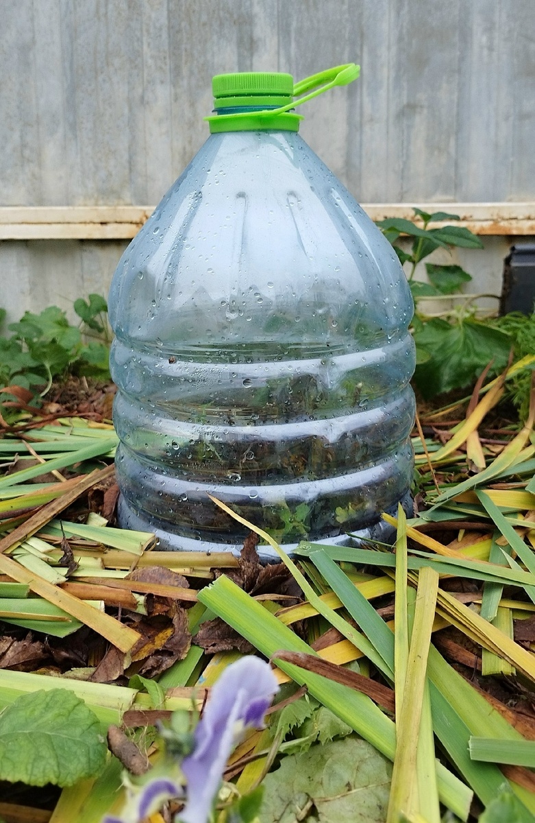 Обрезала, замульчировала, укрыла колпаком. К зиме готова!