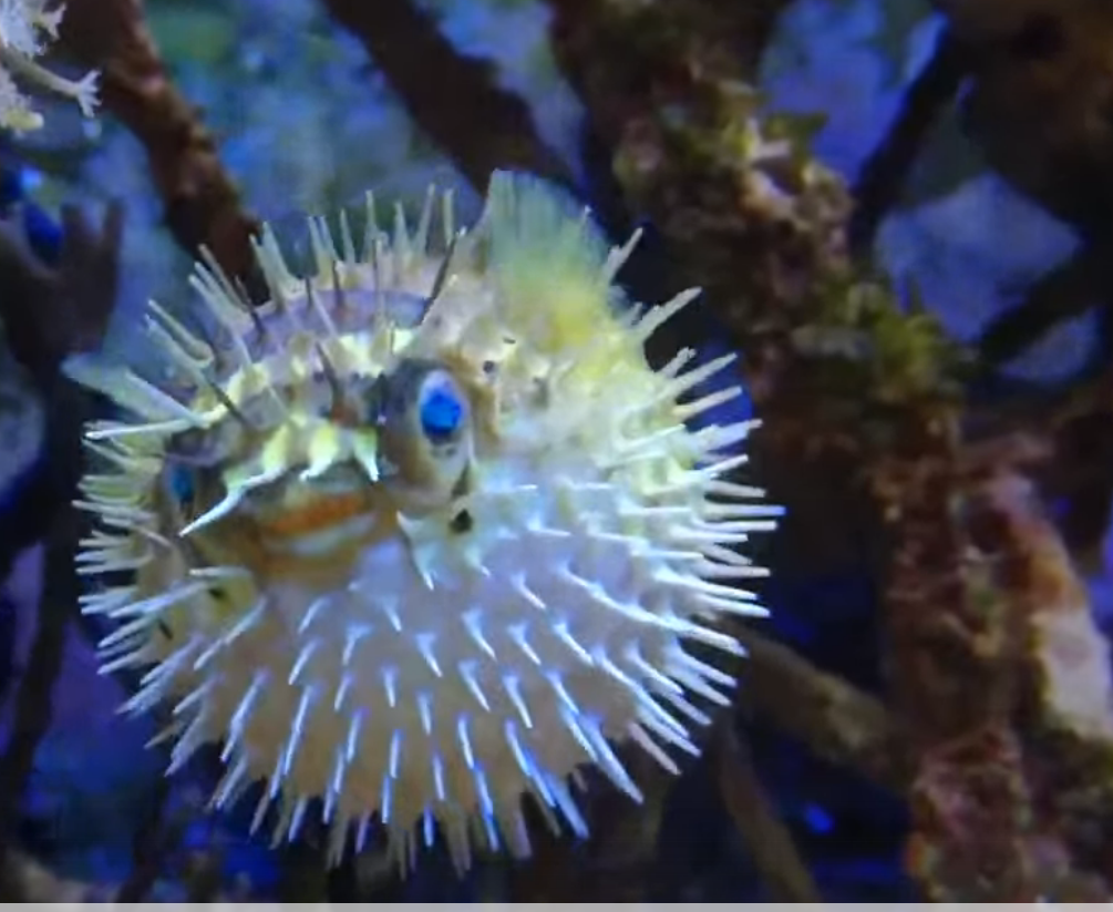 Специалист по надувательству