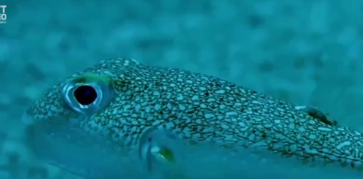 Рыба архитектор (бело-пятнистый иглобрюх)