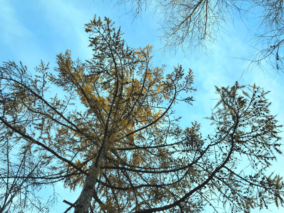 Лиственница, мною любимое дерево.
Фото: Марина Н. Макарова. Омск, 2нояб25.
P.S. пришло ко мне трёхстишье, глядя на фото лиственницы.