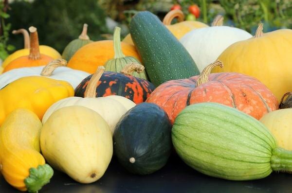 Кабачки и тыквы: как правильно сохранить урожай, и не потерять ни одного плода до весны