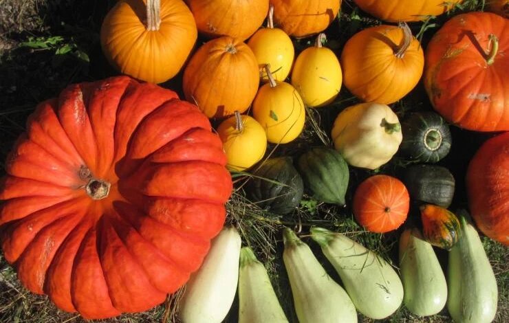 Кабачки и тыквы: как правильно сохранить урожай, и не потерять ни одного плода до весны