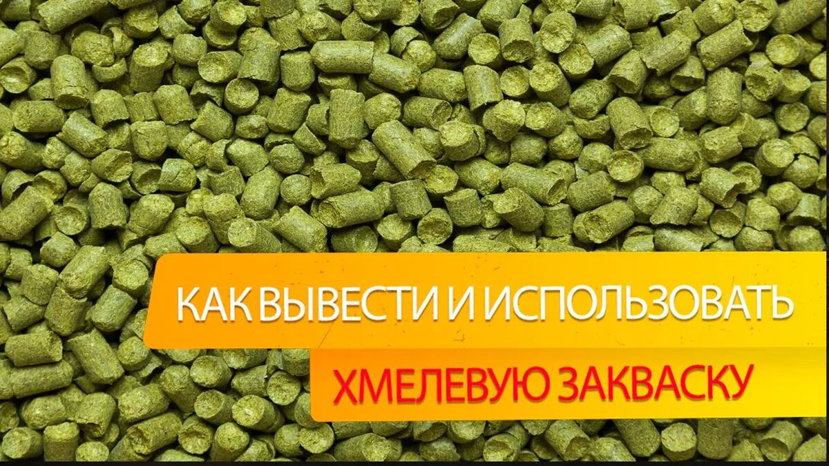Выведение хмелевой закваски для производства хлеба.