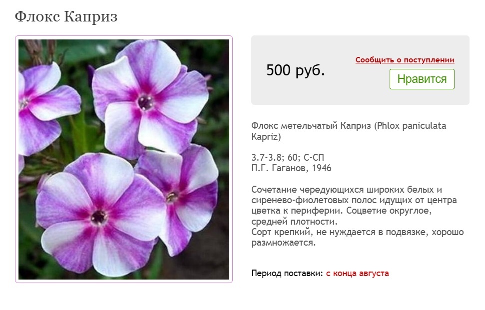 Скриншот с сайта Ситцевый сад