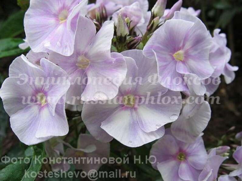 Фото Константиновой Н.Ю. с сайта Энциклопедия флоксов