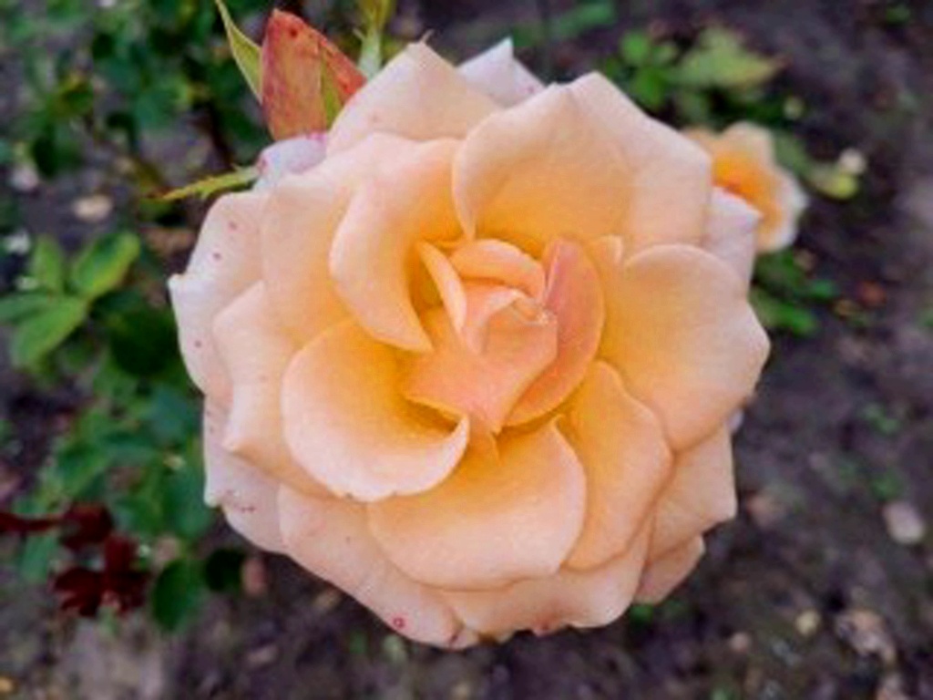 Роза из нашего сада. 15.11.2025.