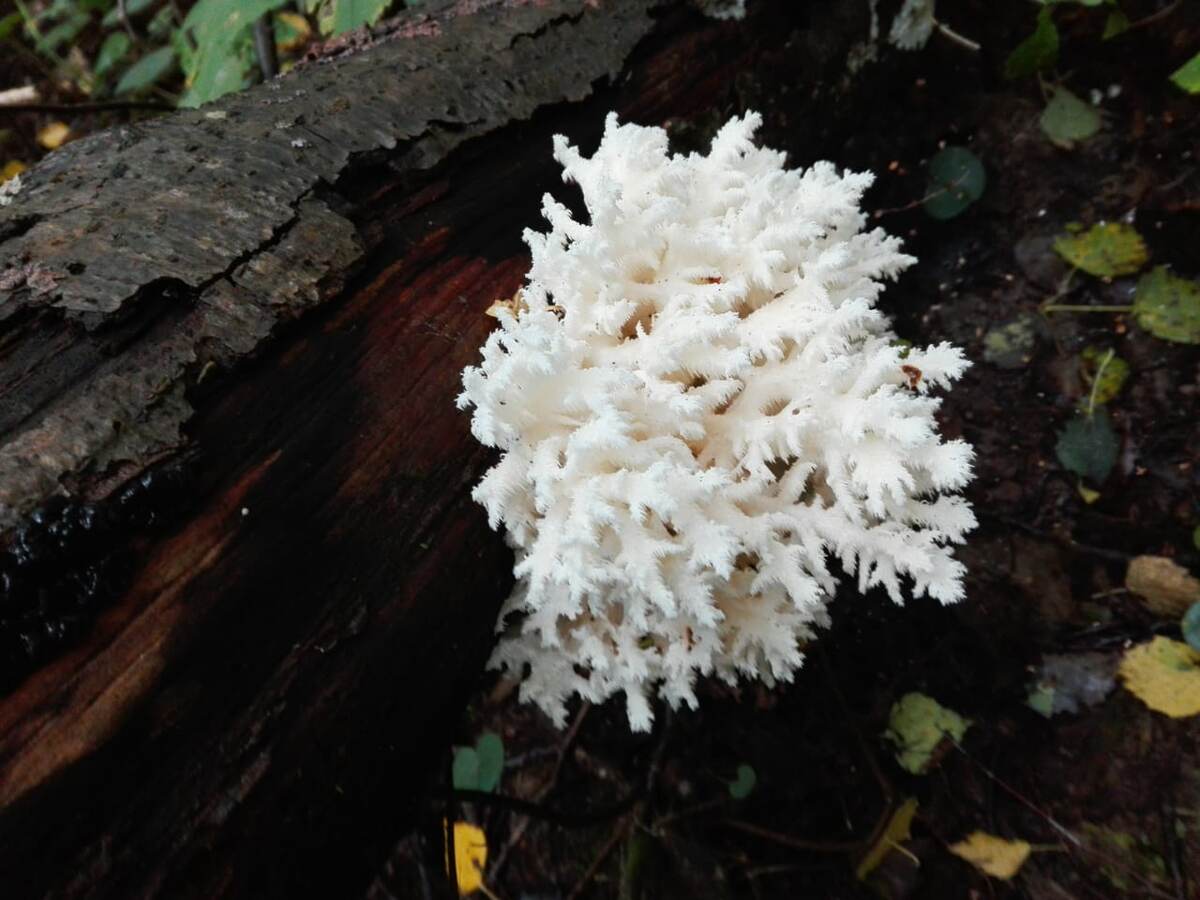 Моё фото "Ежевик коралловый"