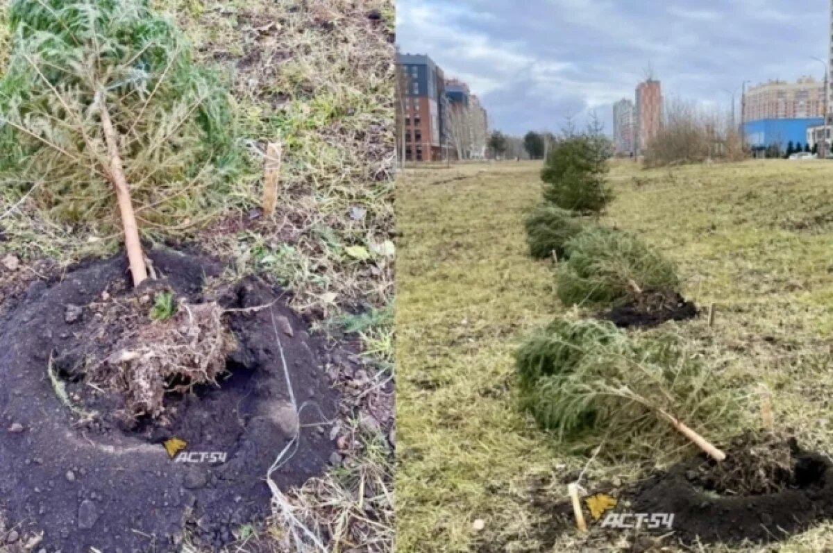    В Новосибирске сильный ветер вырвал недавно высаженные ели на Родниках