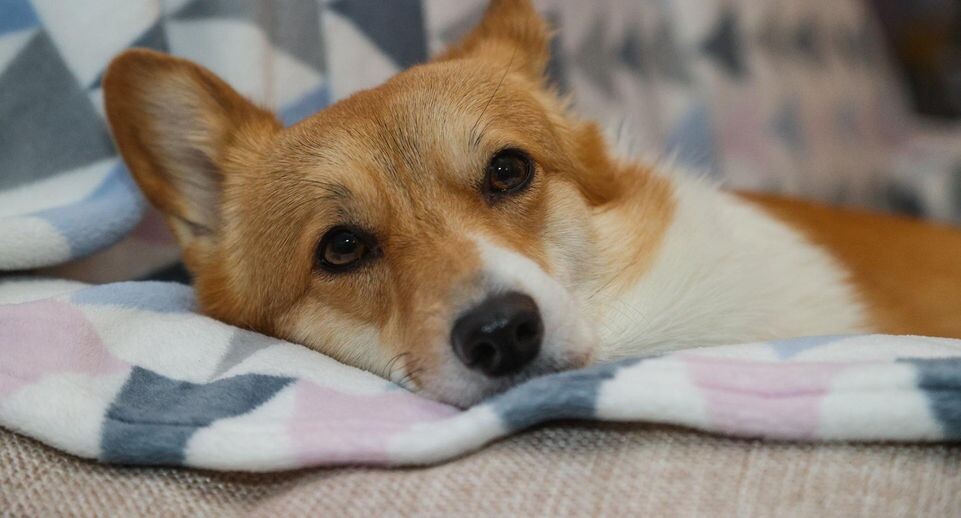    Bulkin Sergey/news.ru / www.globallookpress.com