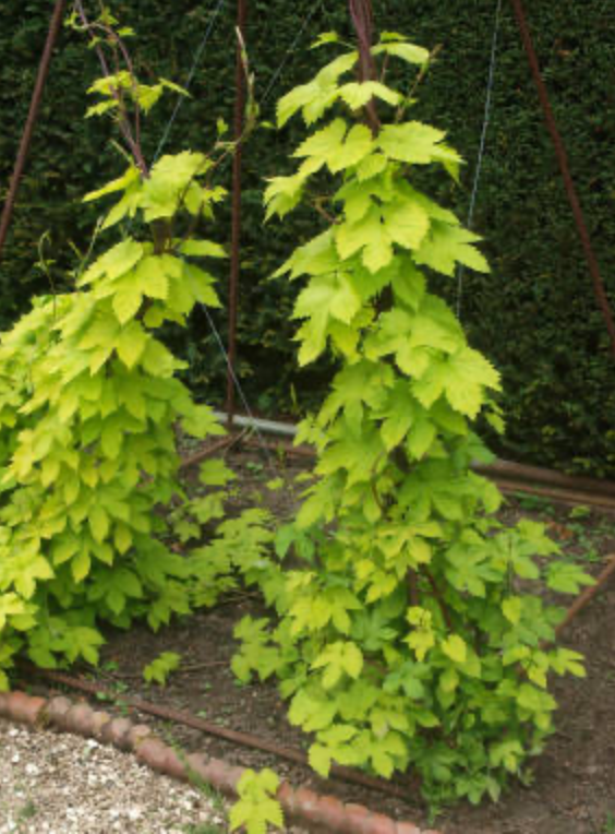 Хмель. Фото из открытых источников в интернете