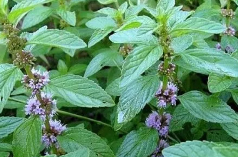 Фото из открытых источников интернета