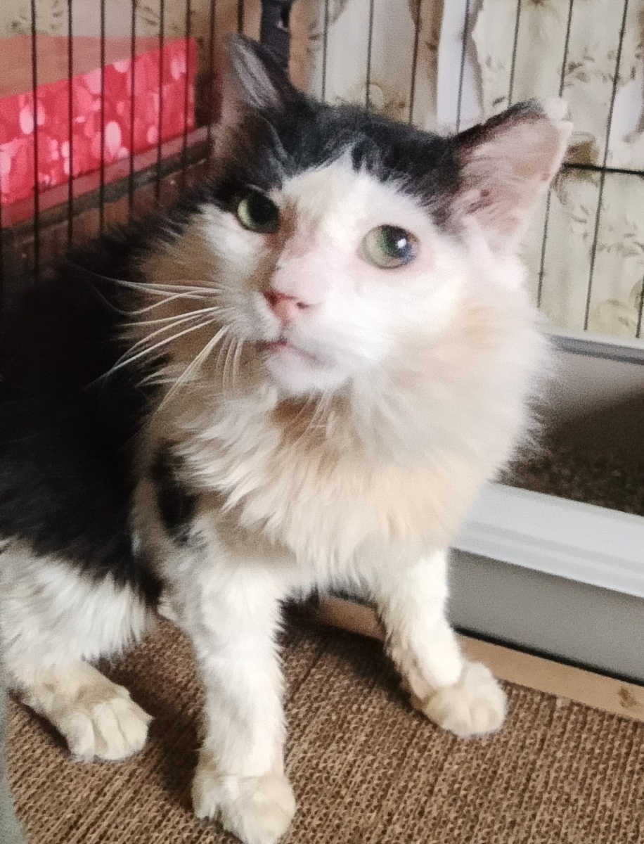 Вот так Дедуля выглядит сейчас