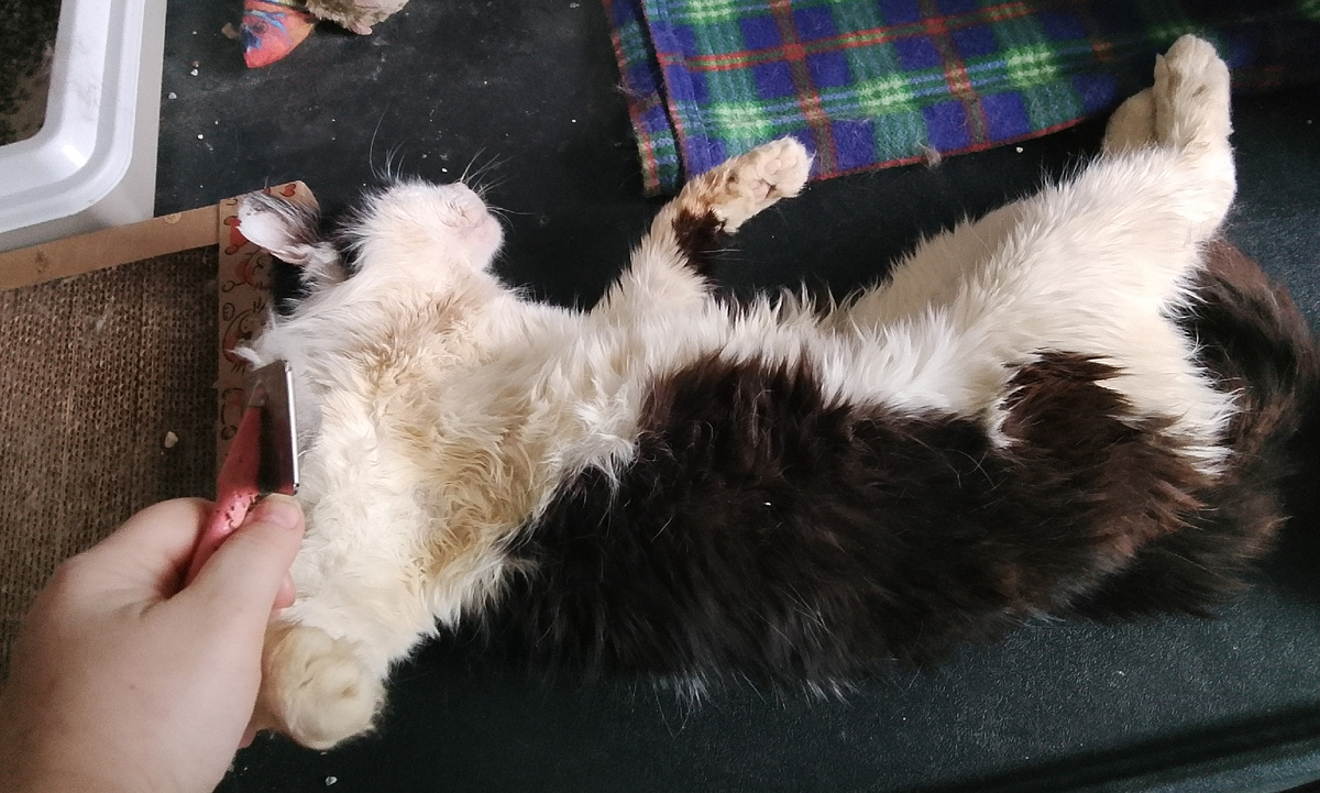 Дедушка очень любит вычесываться