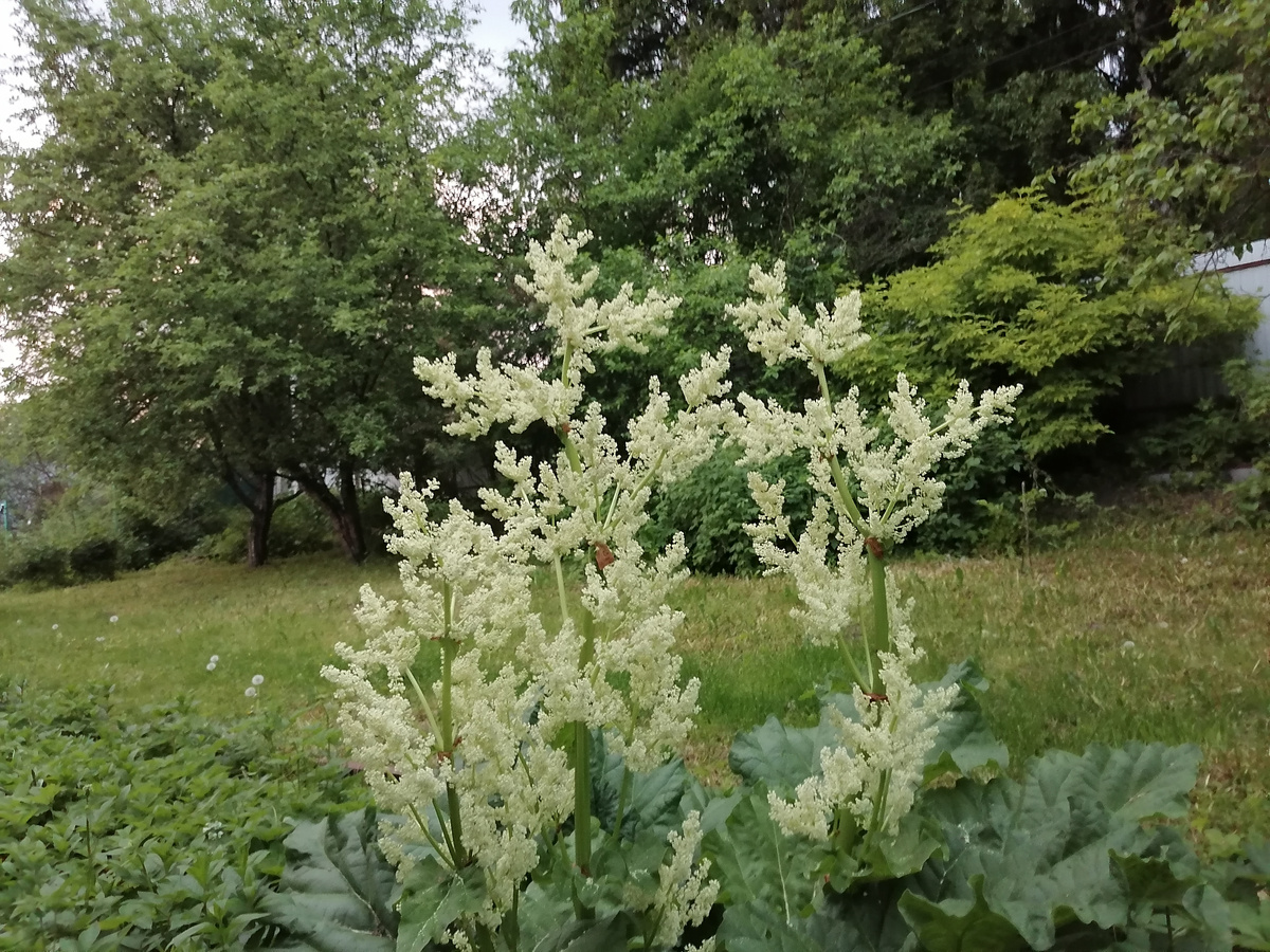 Деревья и кустарники летом хорошо прикрывают изнутри мой забор.  Его почти не видно. Фото автора. 