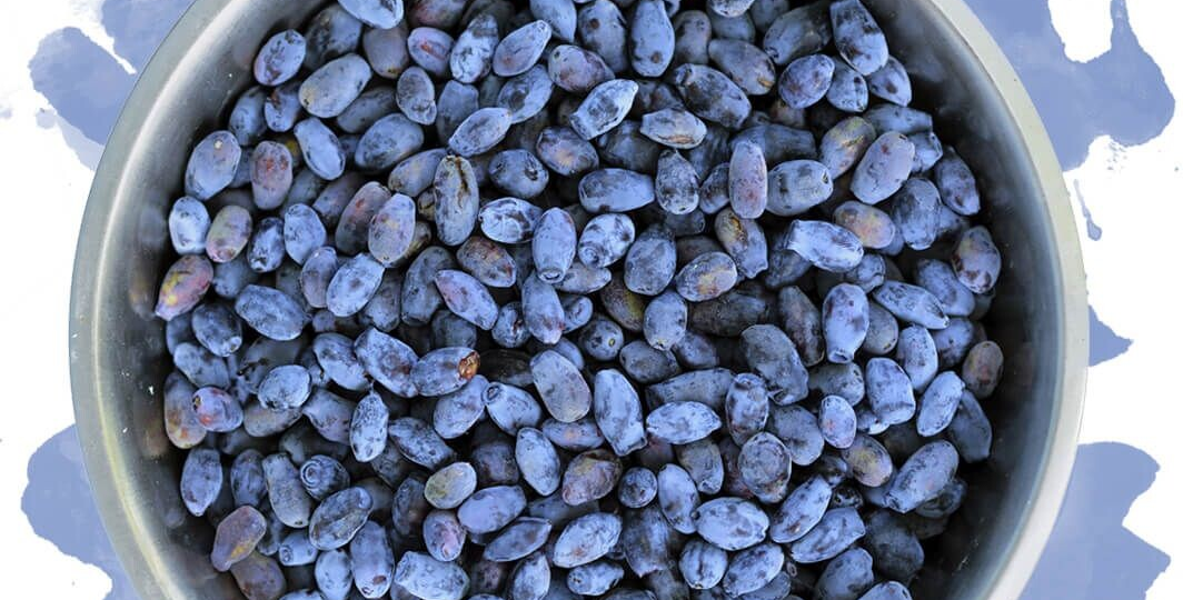 Садоводы,Жимолость: Ягода Здоровья и Счастья в Вашем Саду!