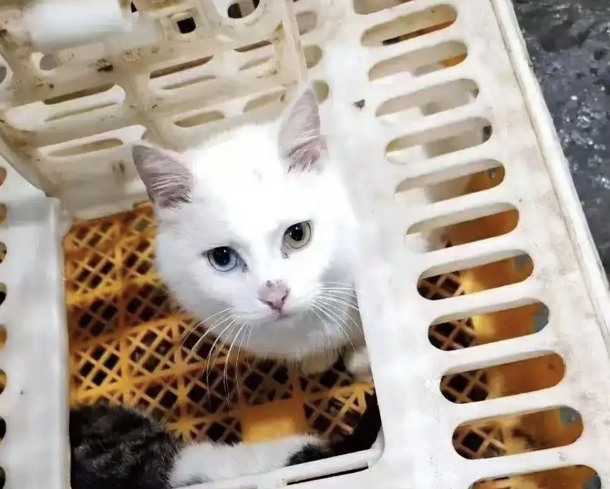 Фото: https://baijiahao.baidu.com