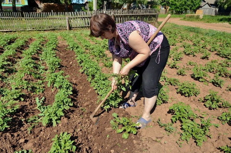 Почему я больше не окучиваю картошку