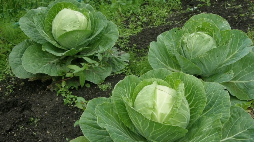 кладу под капусту