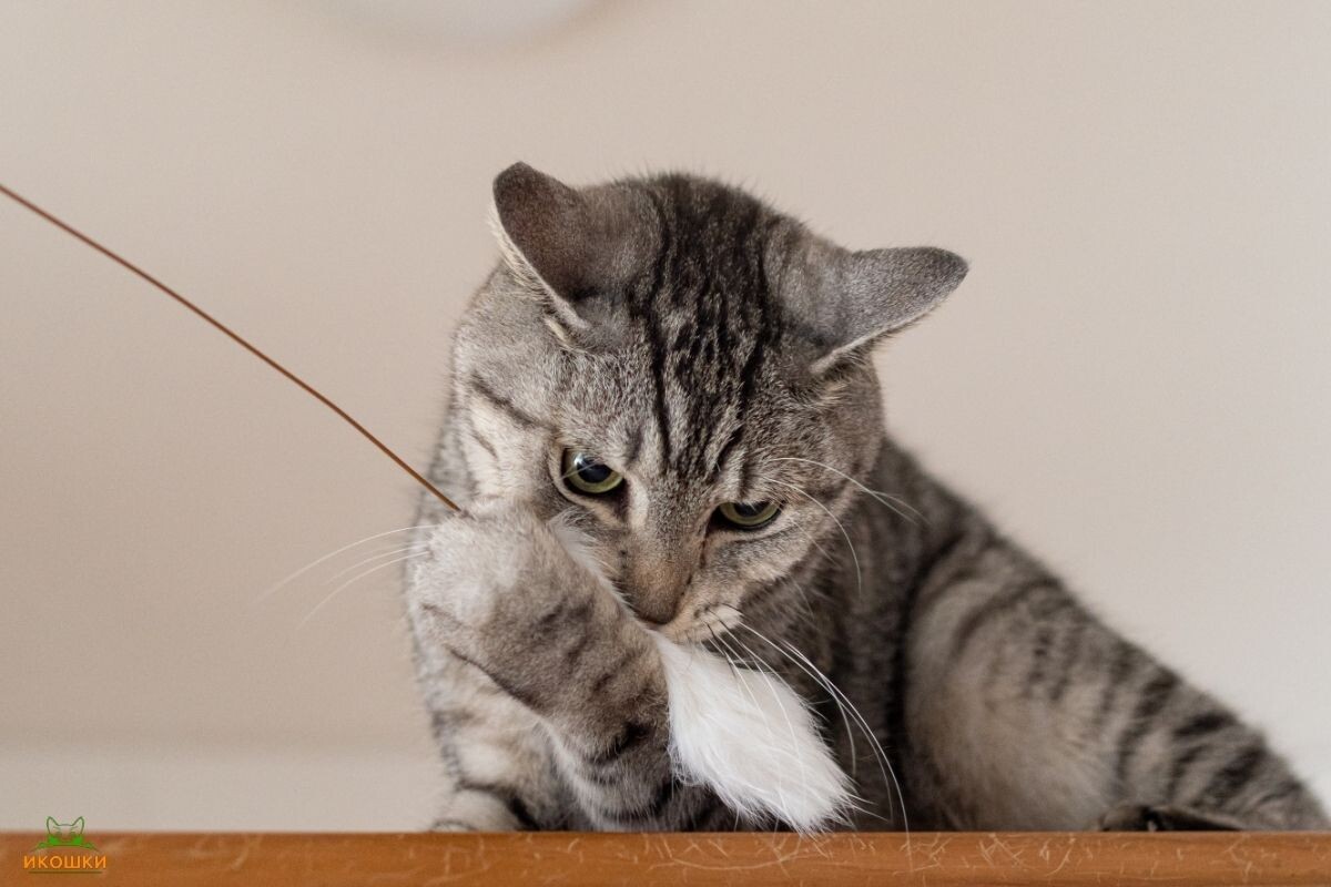 Как понять, что кошка играет, а не злится