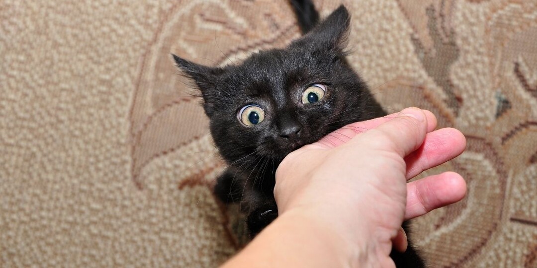 Как понять, что кошка играет, а не злится: она вас предупреждала, вы просто не заметили