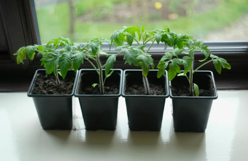 Что я добавляю в рассаду томатов для крепких стеблей