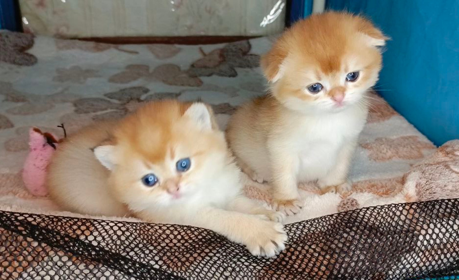 Шотландские котята из питомника