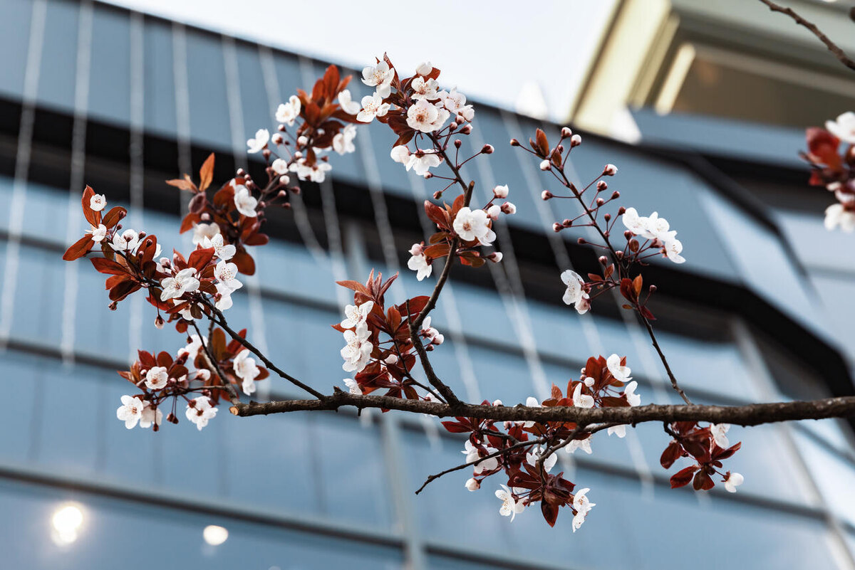    Цветут деревья. 123RF/legion-media.ru