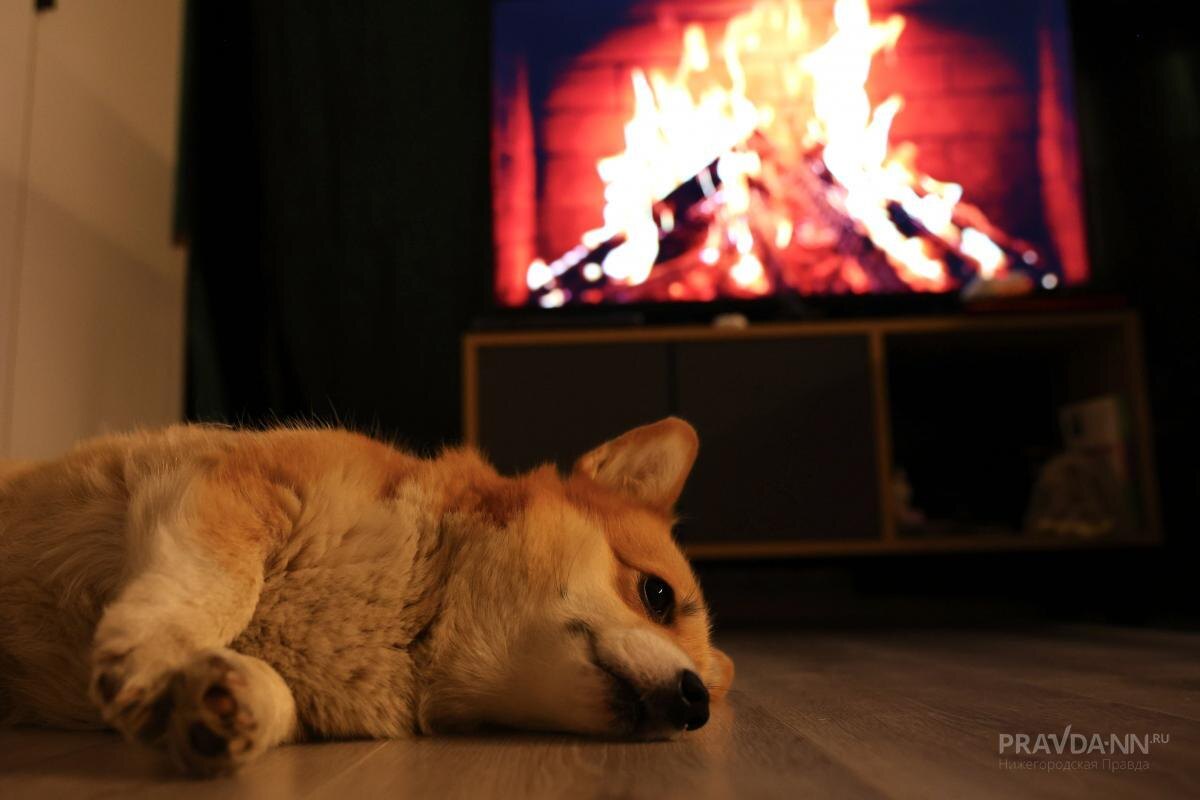    Собака неожиданно укусила мужчину за ногу