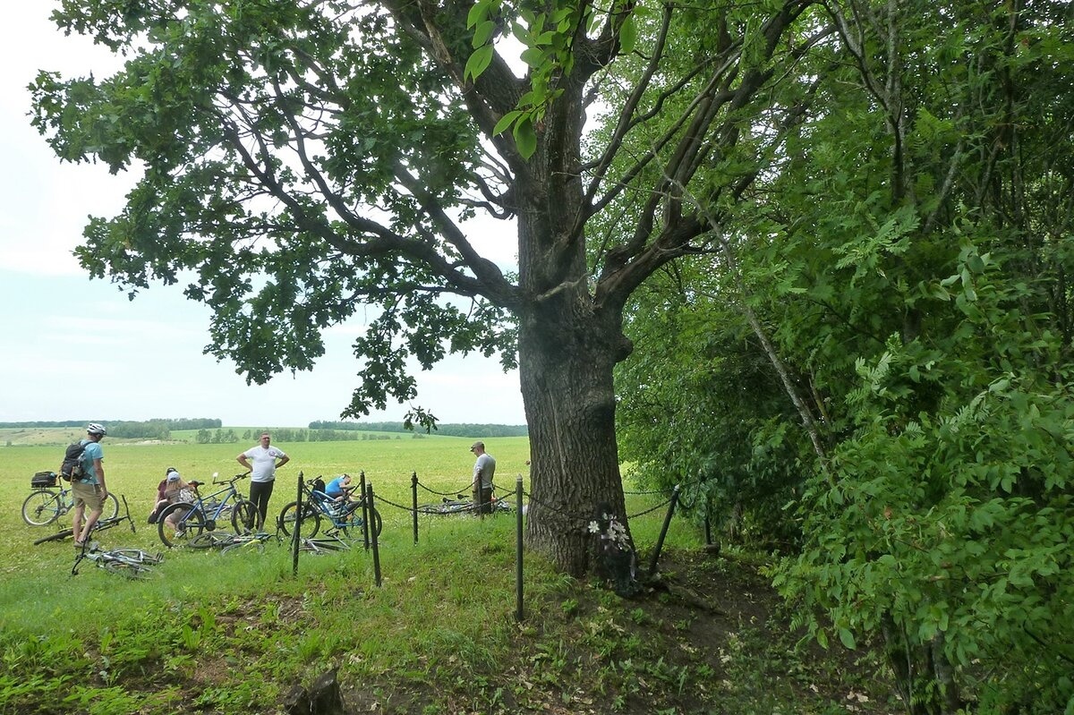 ДУБ ИВАНА БОРИСЮКА