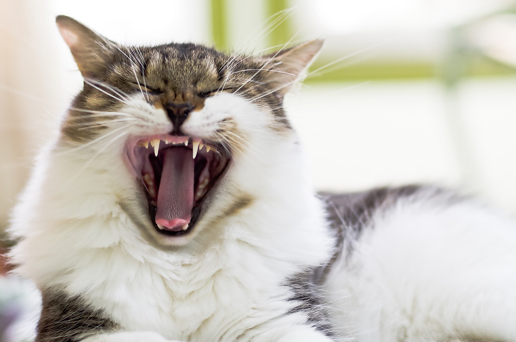 источник фото: https://live.staticflickr.com/7267/7743038938_e7c78b99cc_b.jpg