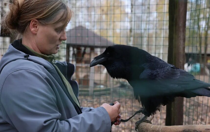   Вольер у Карлуши достаточно просторный – именно в нём он проводит всё свободное время.Елена Купцова / Газета Metro