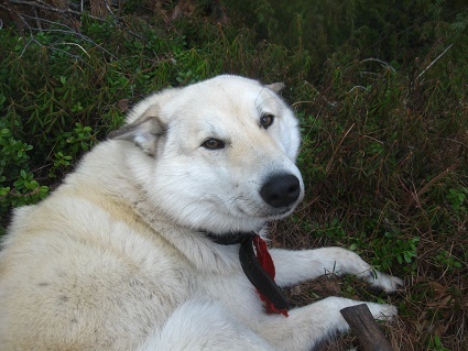 Лайка Западной Сибири ХМАО Югра, лес северный таёжный.