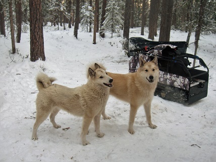 Осенняя тайга Западной Сибири ХМАО Югра, лес северный таёжный. Лайки севера России.