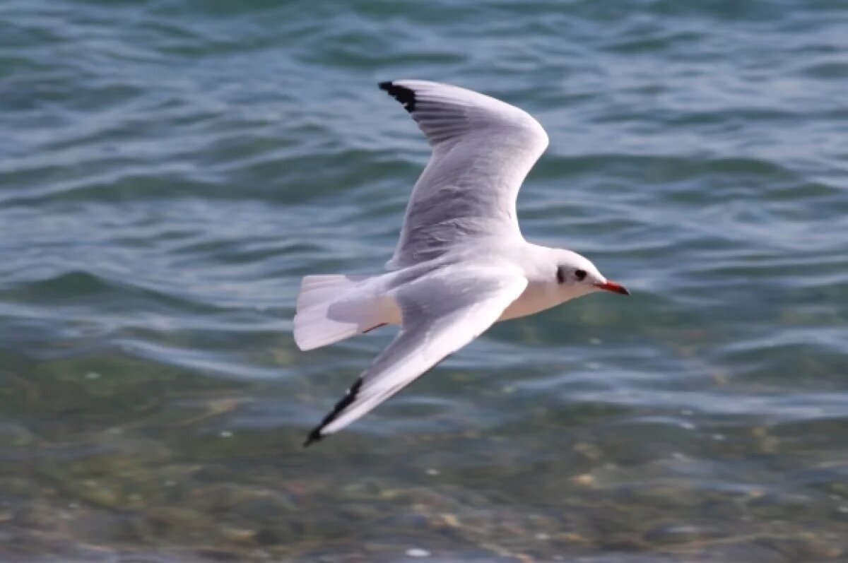    В Гамбурге перекрыли мост из-за мёртвой чайки