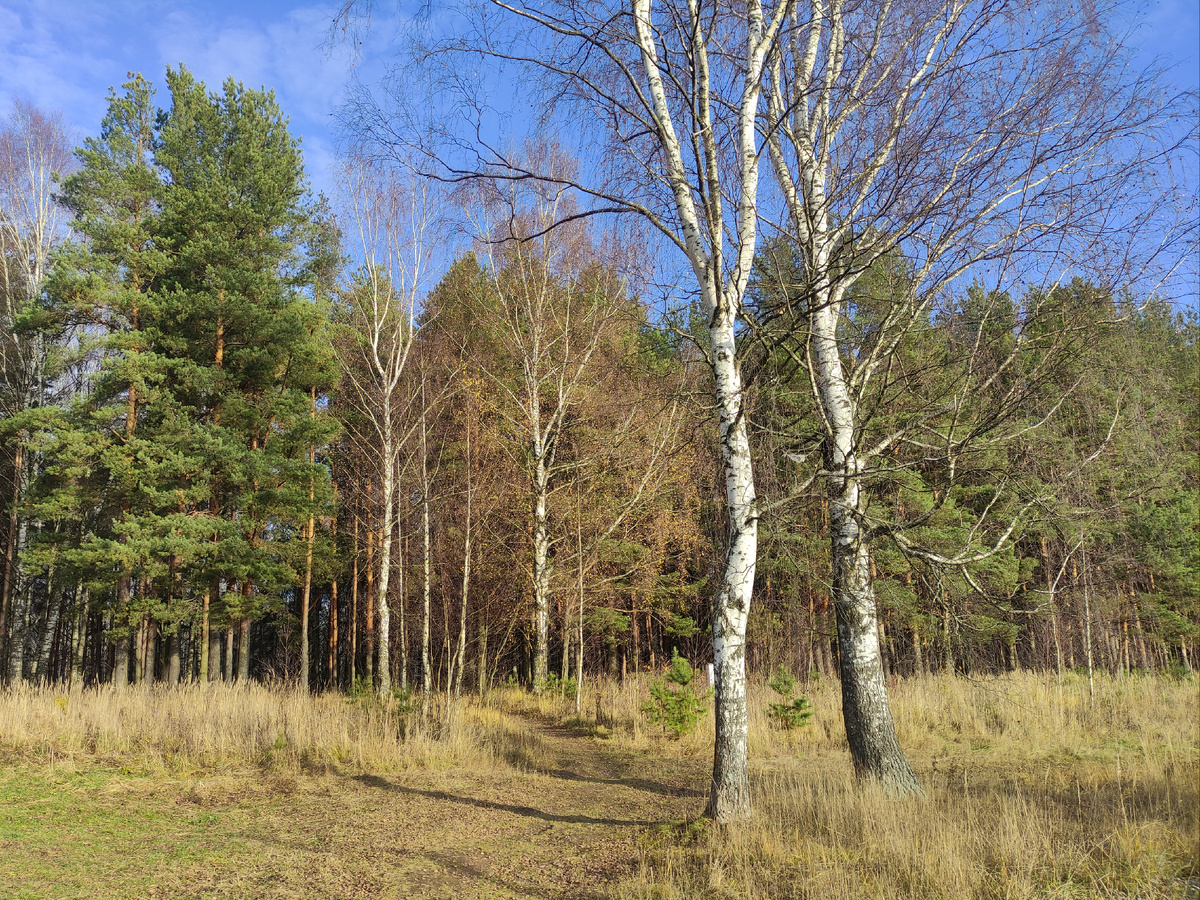 Вход в лес со стороны улицы