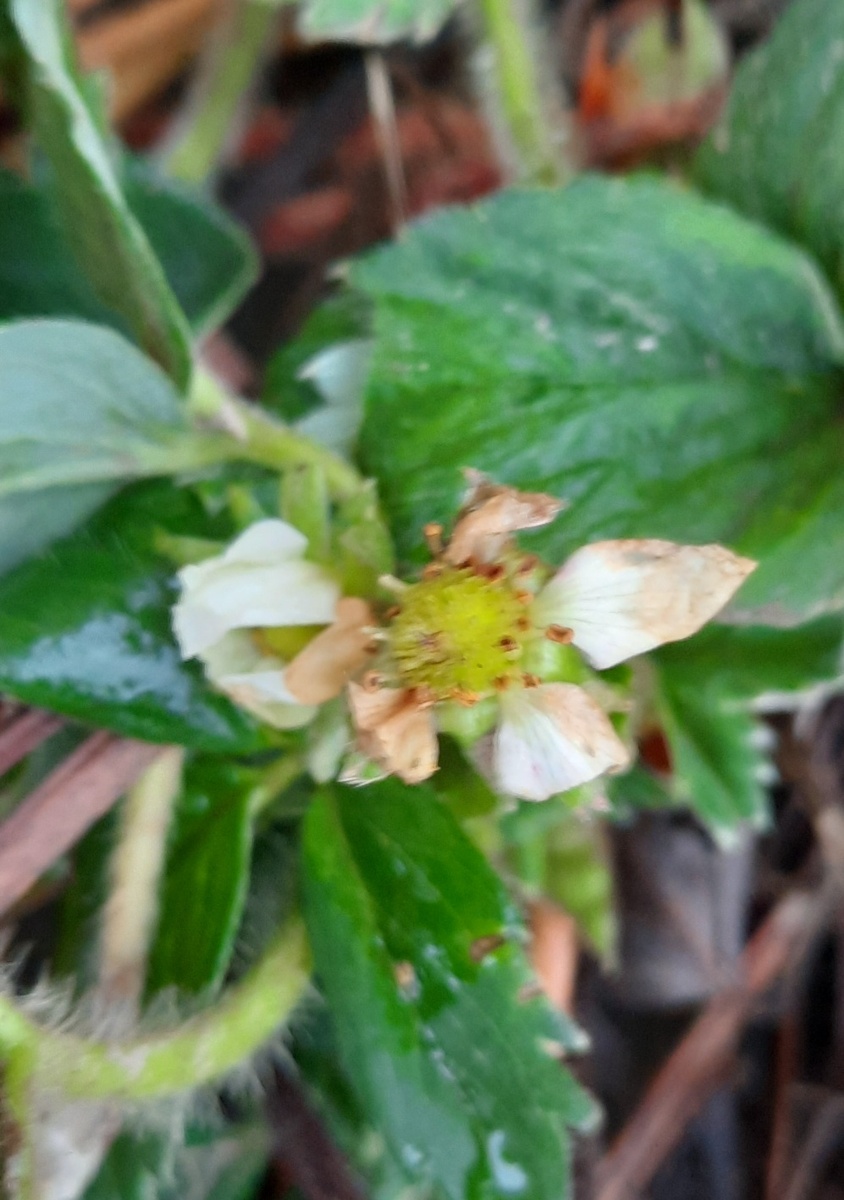 Ремонтантная клубника, два - три раза за сезон. Фото автора 