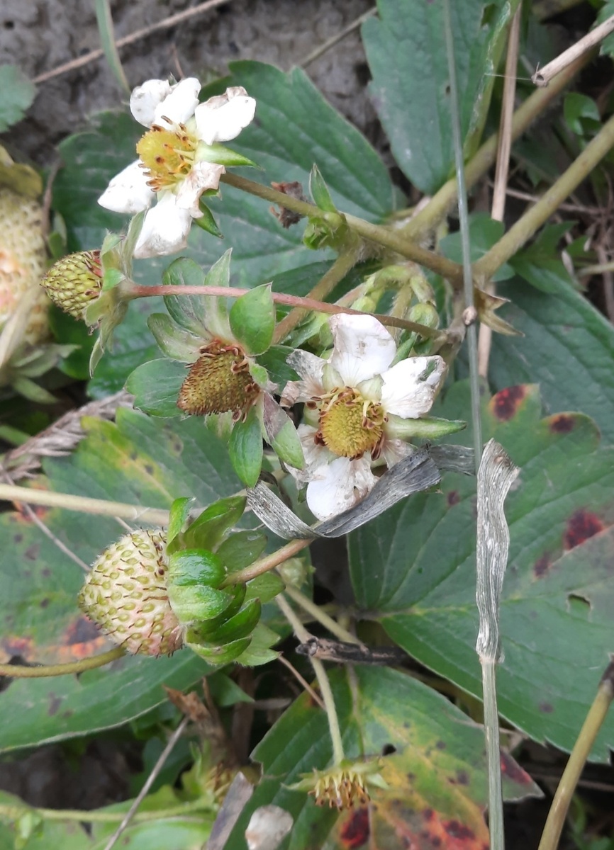 Первый вариант. Фото автора 