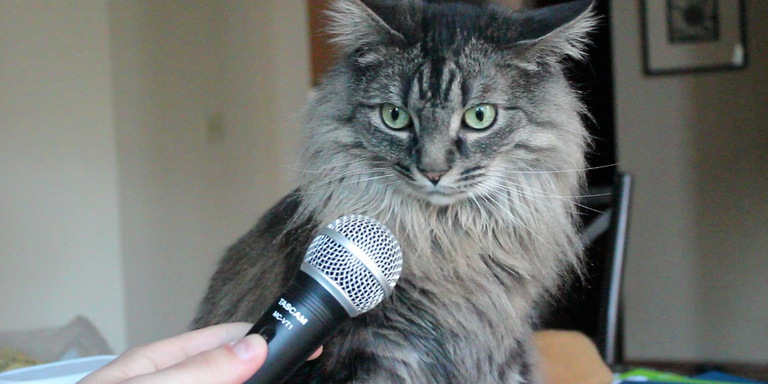 😺Говорим с котом на одном языке: Переводчик с Кошачьего на Человечий