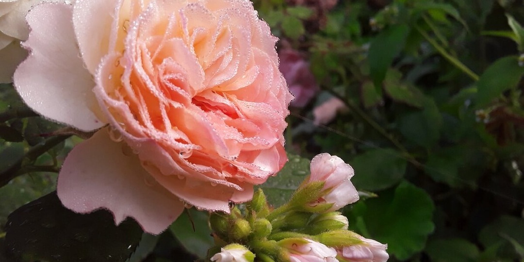 Эффектные сорта роз с описанием для вашего участка