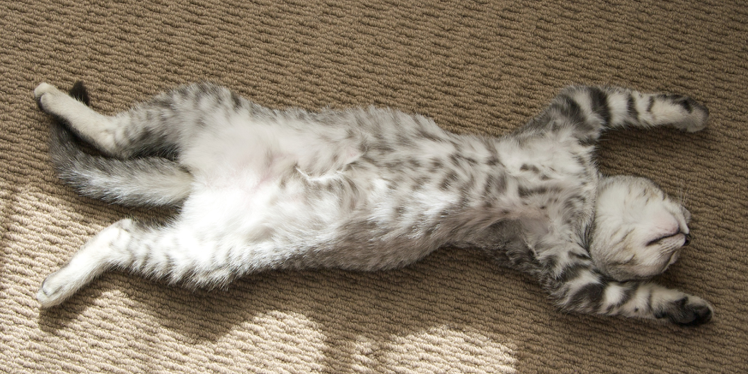 😺ТОП-5 кошачьих поз для сна: От «Кренделя» до «Безумного Макса»