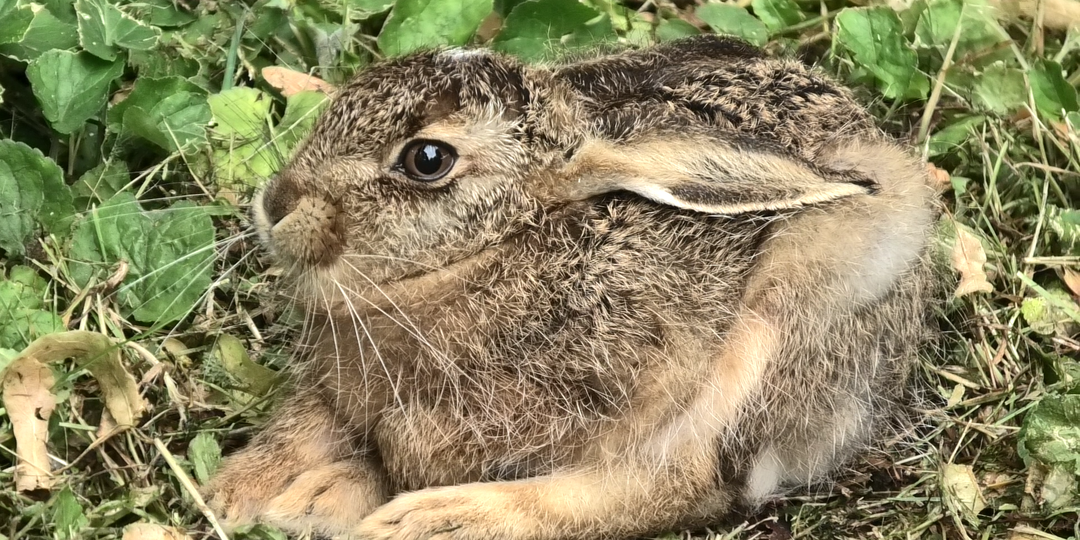 Пять дней из жизни зайчонка. Первая встреча