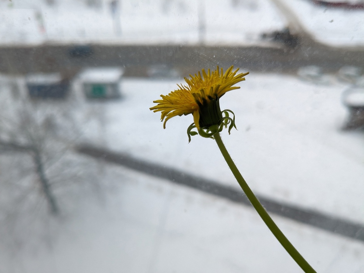 Одуванчик в декабре