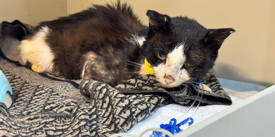 Кошки с FIP. Диагностика и схема лечения. Делимся своим личным опытом.